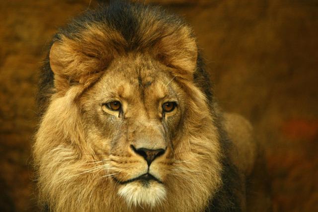 Lavovi pobegli iz nemačkog zoo-vrta. Potraga u toku