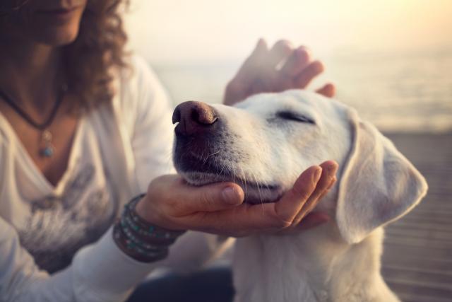 Osam životnih lekcija kojima su nas naučili psi