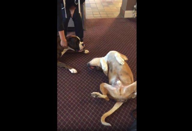 Ovaj pas stvarno ume da prevari (VIDEO)