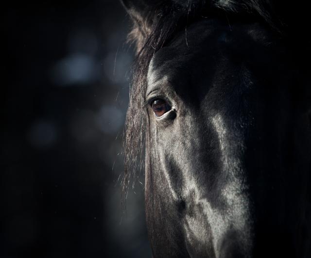 Azil za konje u Lapovu: Šansa za odbaèene (VIDEO)