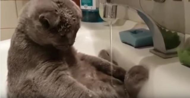 Ko kaže da mačke ne vole vodu: Kupanje u lavabou VIDEO