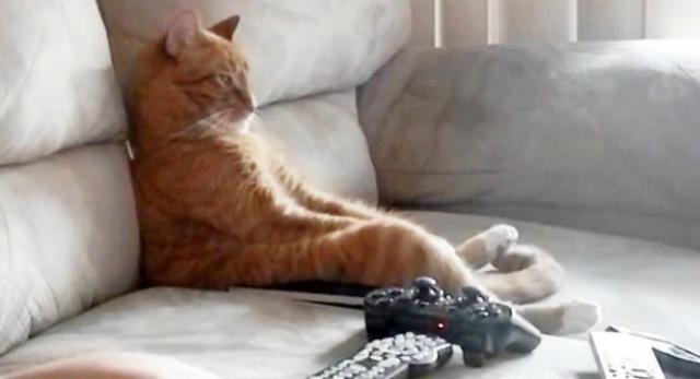 Ovako mačka uživa kada misli da je niko ne gleda VIDEO
