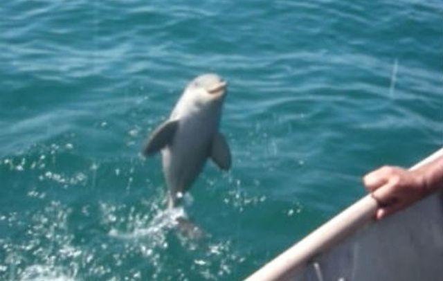 Pogledajte reakciju delfina kojeg su spasli ribari