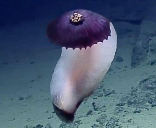 Spektakularno otkriæe: U dubini okeana pronaðena èudna stvorenja