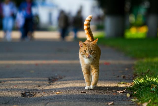 Njujorške ulične mačke kreću u borbu protiv pacova