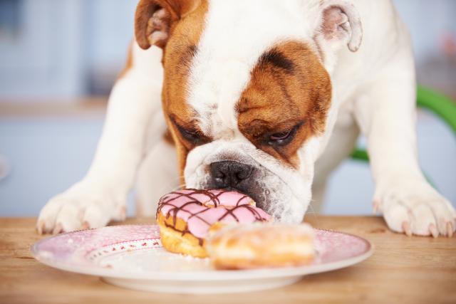 20 namirnica koje psi nikada ne bi trebalo da jedu