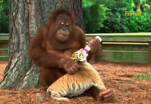Ljubav: Orangutan usvojio tigriæe (VIDEO)