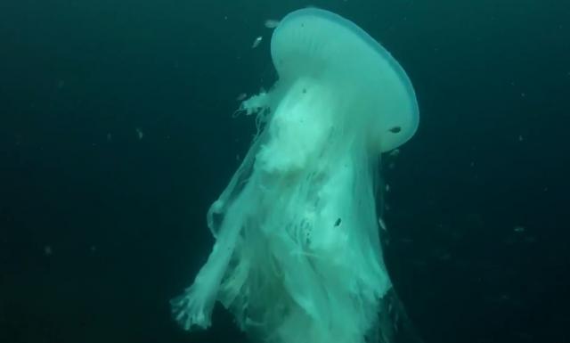 Ronioci snimili veličanstveno i ogromno stvorenje iz dubina