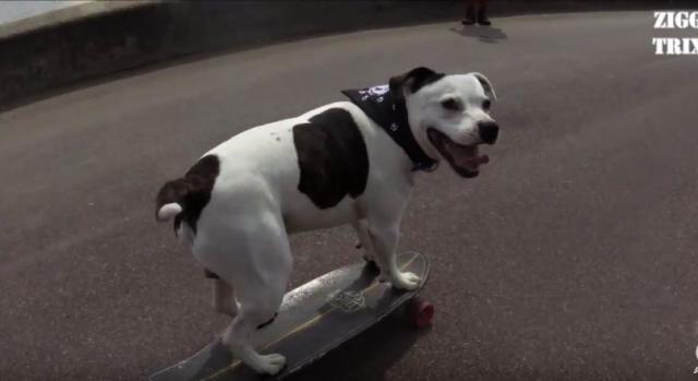 Pas Zigi razbija sve predrasude o opasnim psima (VIDEO)