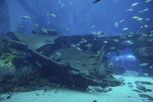 Nauènici otkrili zapanjujuæe podvodno "groblje"