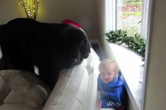 Preslatko: Devojčica i pas se igraju žmurke! (VIDEO)