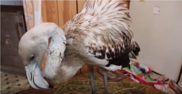 Flamingo spasen nakon što je zalutao u ledeni Sibir