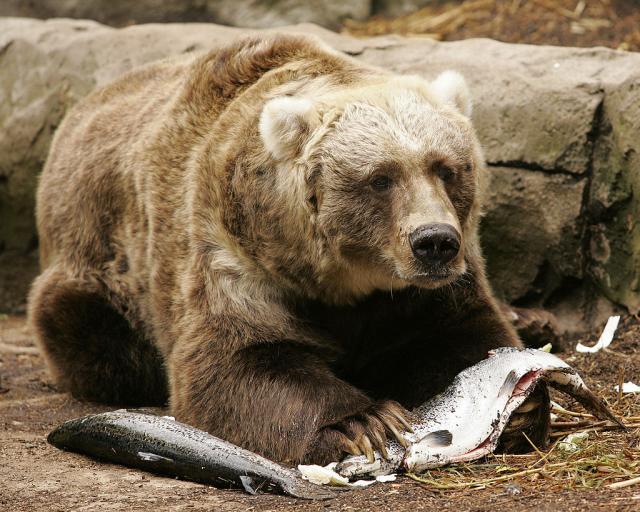 Medved napao Amerikanca u Transilvaniji, pa pobegao u šumu