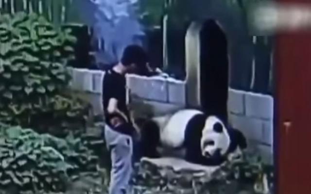 "Slatka" panda napala èoveka koji je želeo da je pomazi (VIDEO)