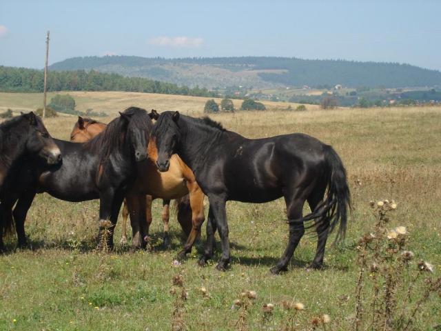 Bosanski brdski konj na ivici istrebljenosti