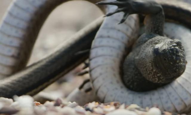Iza kulisa "horor" snimka napada zmija na morsku iguanu (VIDEO)