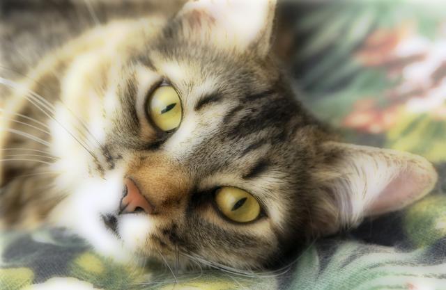 Znate li zašto vam maèke donose svoj "plen"?