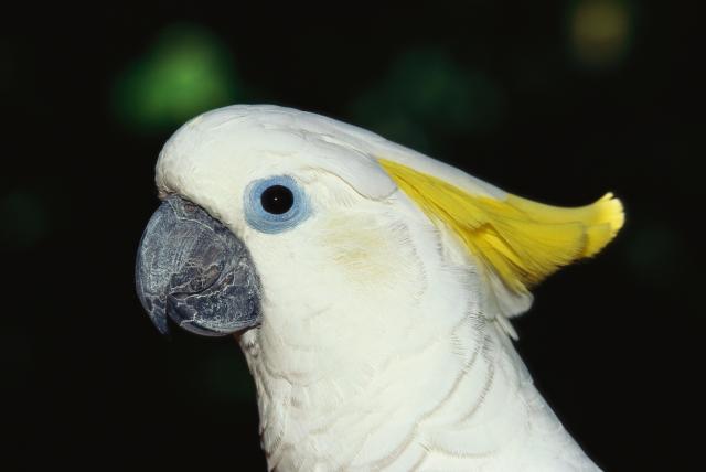 Istraživanje pokazalo da su papagaji veoma pametni