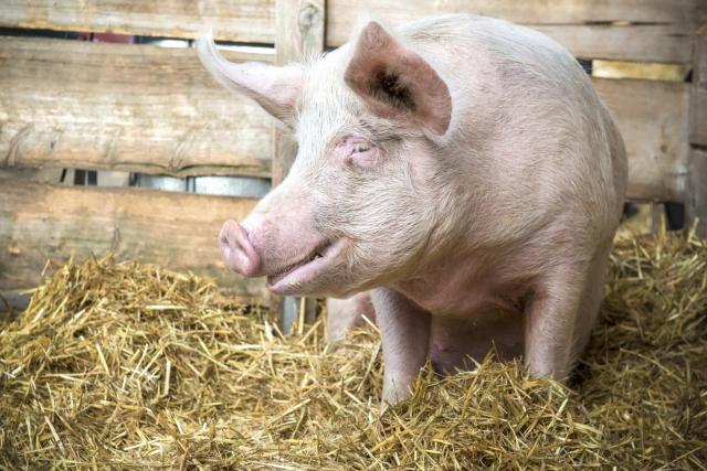 Ispostavilo se da i svinje mogu biti pesimisti