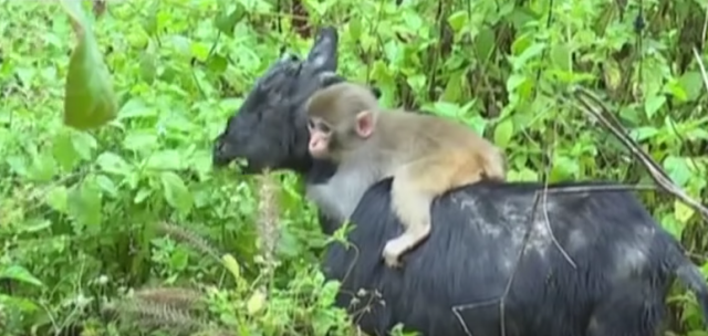 Koza usvojila odbaèeno majmunèe (VIDEO)