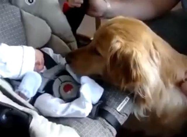Snimak koji je posvađao internet: Da li je u redu da pas liže novorođenu bebu?