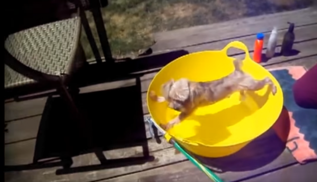 Urnebesno: Kako kuce reaguju na kupanje? (VIDEO)