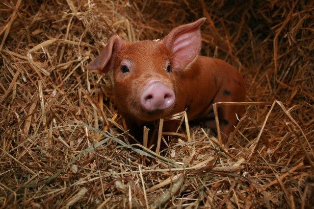 Šuška se: Diže se farma za 70.000 svinja, èije su?