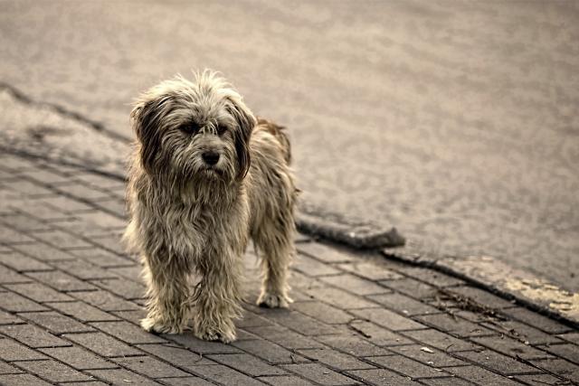 Kako da vas zavole napušteni psi?