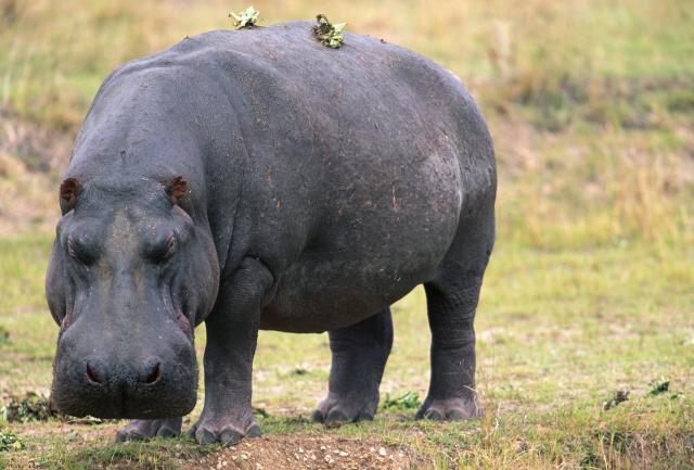 Pogledajte kako se nilski konj obraèunao s automobilom