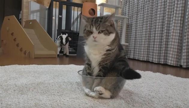 Nema kolača u kući mačka Marua (VIDEO)