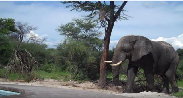 Šta se dogodi kada vam slon "upadne na zabavu"? (VIDEO)