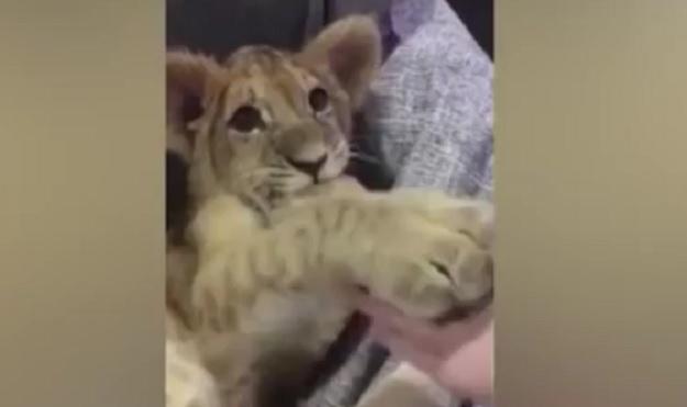 Neobièan ljubimac: Voli da drema i gleda utakmice VIDEO