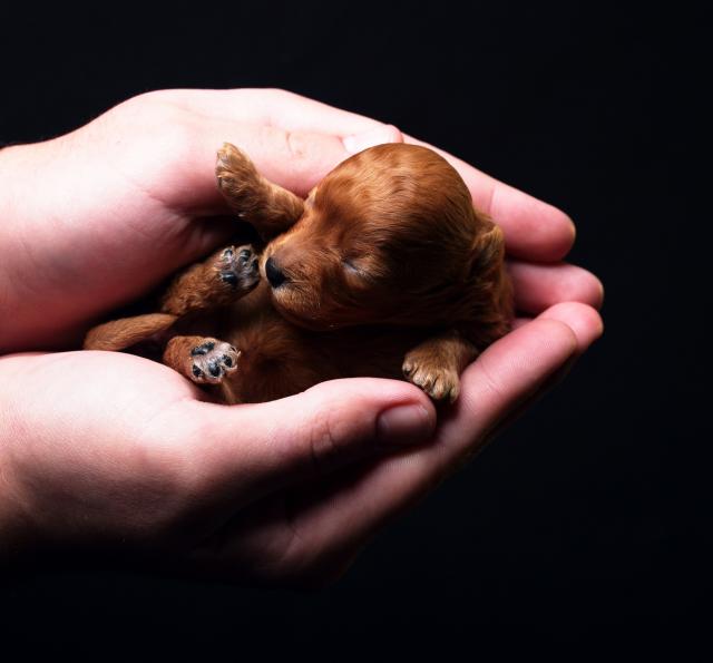 Pudla okotila rekordnih 16 štenaca