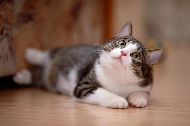 8 razloga za sreæu: Zašto maèke slave naš dolazak kuæi?