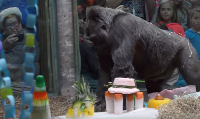 Najstarija gorila zoo-vrta oporavlja se posle operacije