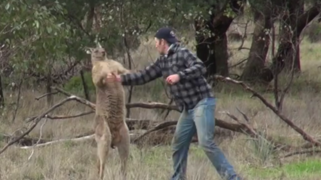 "Boks-meè" èoveka i kengura (VIDEO)