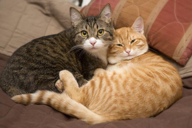 Inspirišu svet: Dve zaljubljene mace
