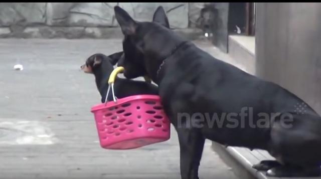 Pas pomaže vlasniku da se stara o napuštenoj kuci VIDEO