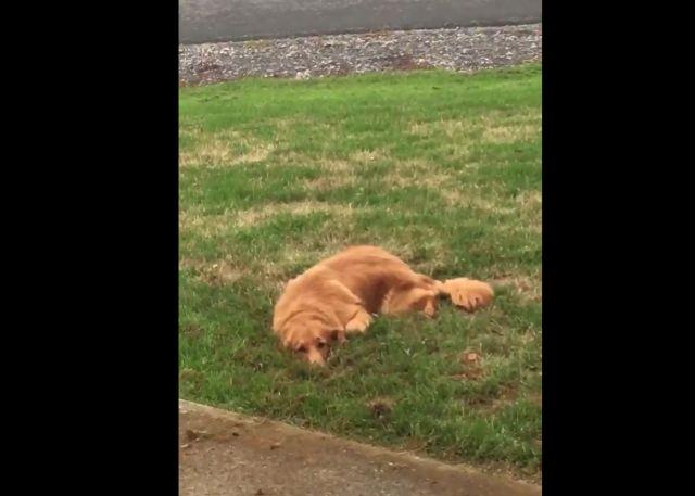 Kad pas pokušava da sakrije nestašluk (VIDEO)