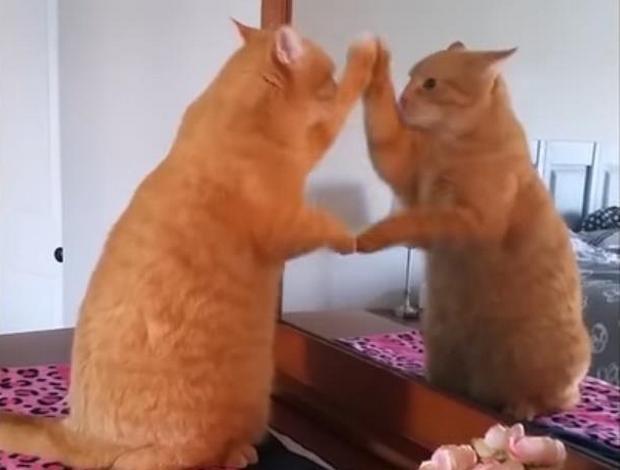 Evo kako maèke vežbaju kad niko ne gleda (VIDEO)