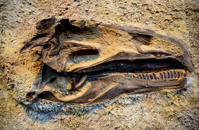 Pronaðen oèuvan deo repa pernatog dinosaurusa