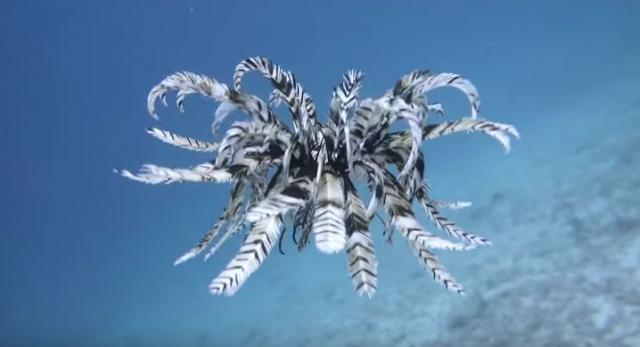 Riba ili ptica? Ronilac snimio jedan od najređih prizora na svetu