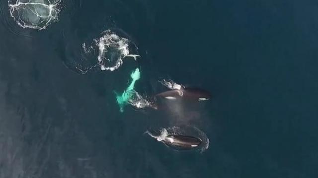 Snimljena retka vrsta orke kako proždire morskog psa
