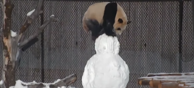Video-snimak za lepši dan: Panda se igra na snegu