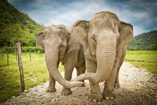 Pogledajte dirljiv oproštaj zaljubljenih slonova (FOTO)