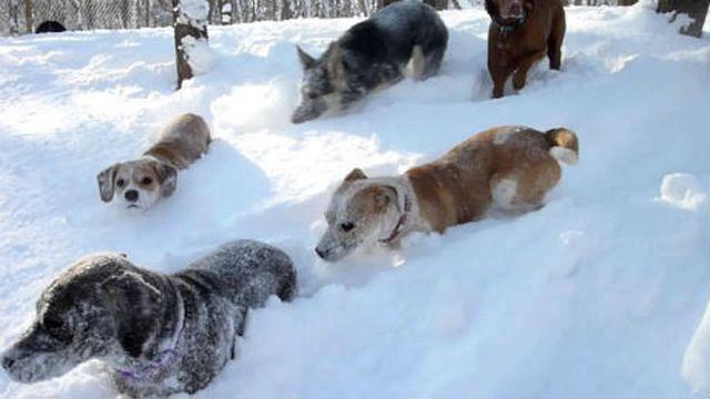 Šta se dogodi kada čopor pasa pustite na sneg? (VIDEO)