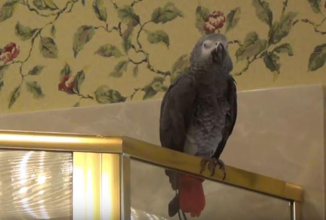 Talentovani papagaj pleše i peva popularnu pesmu VIDEO