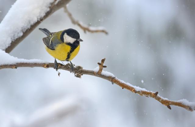 Pomozite divljim pticama u hladnim danima