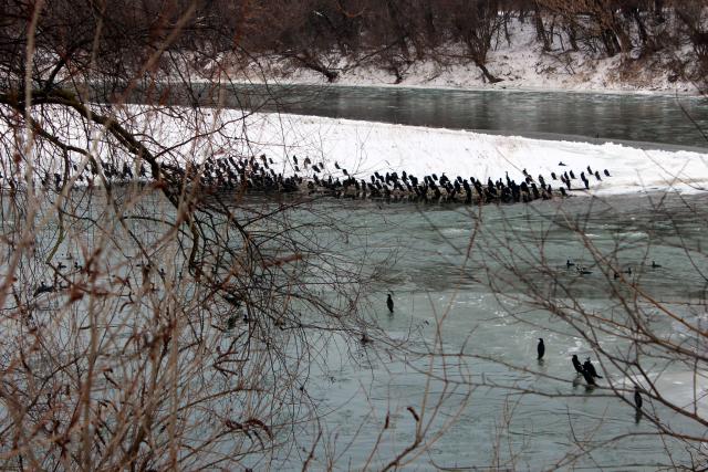 "Rat" na Velikoj Moravi: Ribolovci besni zbog kormorana