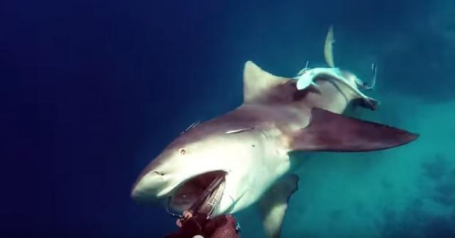 Stvorenje iz dubina napalo ronioca kao u horor filmu (VIDEO)